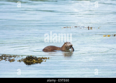 Sea Otter, Lutra lutra, carnivorous semi-aquatic mammal, eating conger eel at side of loch on Isle of Mull in the Inner Hebrides Stock Photo