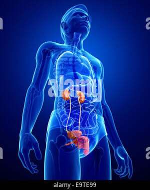 Illustration of Male urinary system Stock Photo
