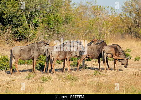 Small herd of blue wildebeest (Connochaetes taurinus) in natural habitat, South Africa Stock Photo