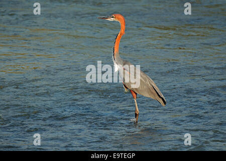 A goliath heron (Ardea goliath) standing in shallow water, South Africa Stock Photo