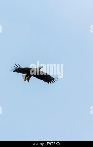 White-tailed sea eagle, Haliaeetus albicilla, in flight with wings outstretched soaring high in the sky above Loch Na Keal on Is Stock Photo