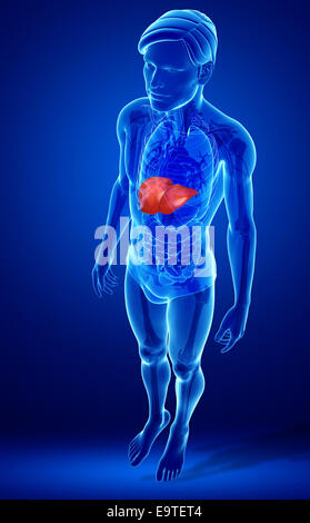 Illustration of male liver anatomy Stock Photo