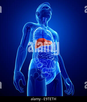 Illustration of male liver anatomy Stock Photo