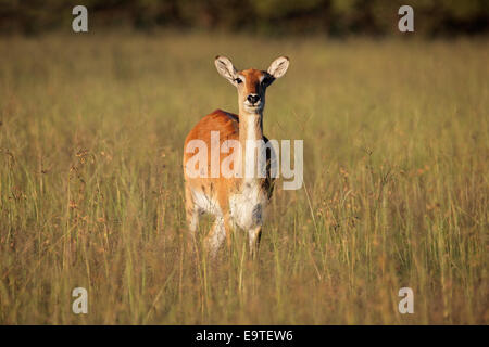 Female red lechwe antelope (Kobus leche) in tall grass, southern Africa Stock Photo