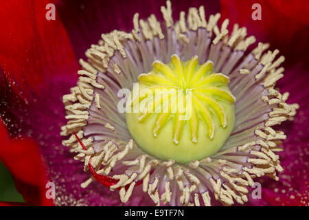 Spectacular macro view of centre and stamens of large vivid red flower of oriental  poppy, Papaver orientale, Stock Photo