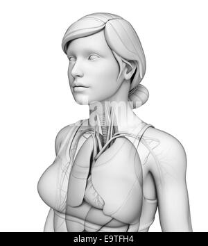 Illustration of human body respiratory system Stock Photo