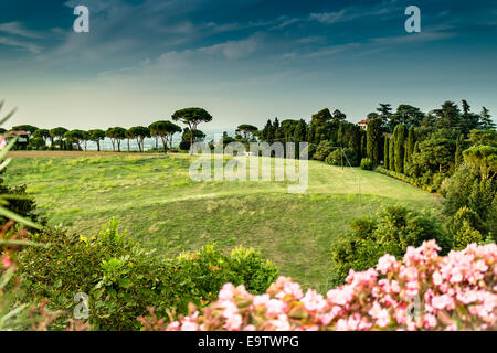 Flowers, green weeds, leaves, plants and trees on vineyards backgrounds on cultivated hills in Italian countryside the small village of Dozza near Bologna in Emilia Romagna Stock Photo