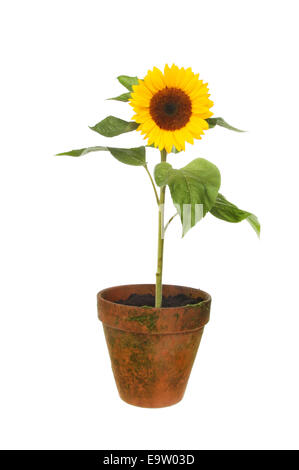 Sunflower plant in a terracotta pot isolated against white Stock Photo