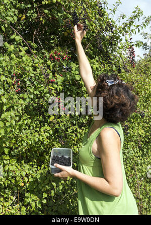 Woman blackberry picking from tall hedgerow Stock Photo