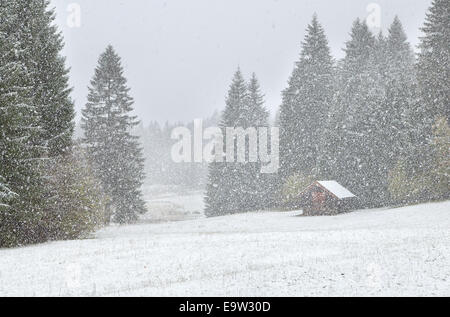 heavy snowstorm over alpine meadows in forest, Bavaria, Germany Stock Photo
