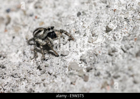 The Jumping Spider, Salticus scenicus Stock Photo