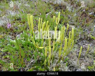 Stag's-Horn Clubmoss ( Lycopodium clavatum ) in Summer, UK Stock Photo