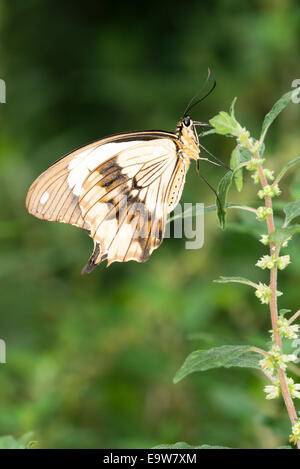 An African Swallowtail butterfly feeding Stock Photo