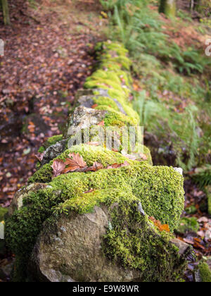 Traditional dry stone walls in the Lake District, covered by moss in autumn. Stock Photo