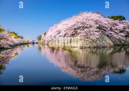 Hikone, Japan sakura cherry trees at Hikone Castle outer moat. Stock Photo