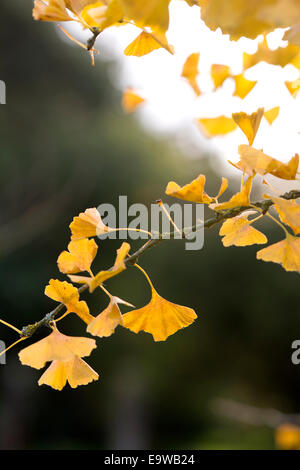 Ginkgo biloba in autumn Stock Photo