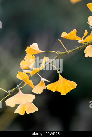 Ginkgo biloba in autumn Stock Photo