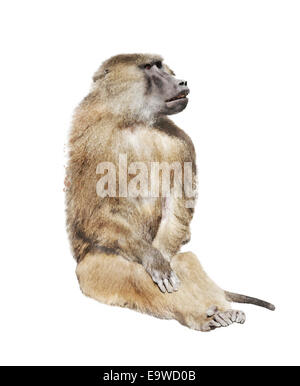 Digital Painting Of Baboon Monkey Stock Photo