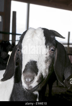 A black and white Savanna goat is standing in a barn.  The photo is of the goats head.  It is close up. Stock Photo
