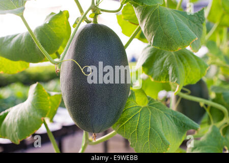 Winter melon, Green benincasa hispida Stock Photo