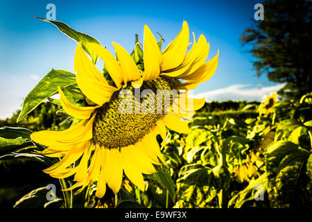 Closeup of a sunflower (Helianthus annuus) in a field of sunflowers in a sunny summer day in Italy: yellow petals, orange and yellow stame with dark yellow pistil. White spotted Light green curly leaves Stock Photo
