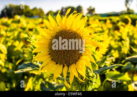 Closeup of a sunflower (Helianthus annuus) in a field of sunflowers in a sunny summer day in Italy: yellow petals, orange and yellow stame with dark yellow pistil. White spotted Light green curly leaves Stock Photo
