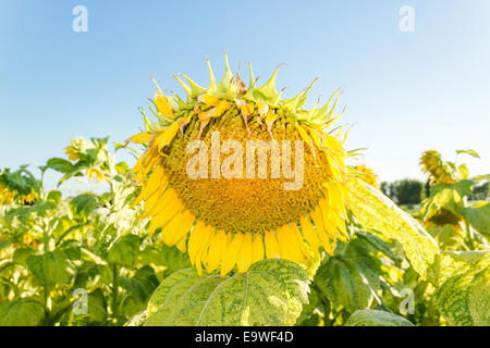 Closeup of a sunflower (Helianthus annuus) in a field of sunflowers in a sunny summer day in Italy: yellow petals, orange and yellow stame with dark yellow pistil. White spotted Light green curly leaves Stock Photo