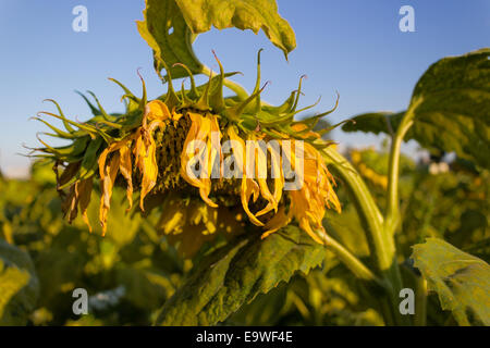 Closeup of a sunflower (Helianthus annuus) in a field of sunflowers in a sunny summer day in Italy: yellow petals, orange and yellow stame with dark yellow pistil. White spotted Light green curly leaves Stock Photo