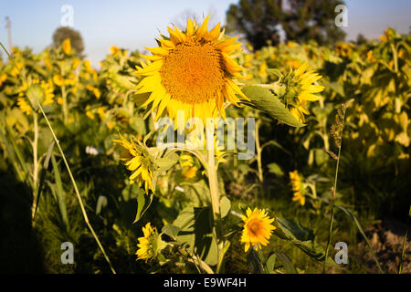 Closeup of a sunflower (Helianthus annuus) in a field of sunflowers in a sunny summer day in Italy: yellow petals, orange and yellow stame with dark yellow pistil. White spotted Light green curly leaves Stock Photo