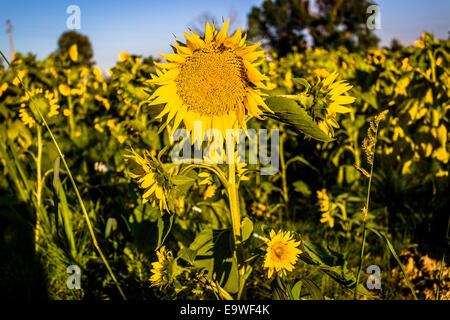 Closeup of a sunflower (Helianthus annuus) in a field of sunflowers in a sunny summer day in Italy: yellow petals, orange and yellow stame with dark yellow pistil. White spotted Light green curly leaves Stock Photo