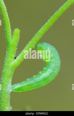 A pupating larva of the Wandering Snowflake Stock Photo