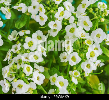 close up of small white Sweet Alyssum flowers Stock Photo