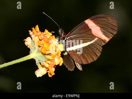 New World Red Postman or  Small Postman butterfly (Heliconius erato), feeding on a flower Stock Photo