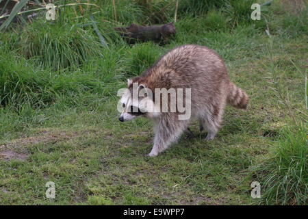 North American or northern raccoon ( Procyon lotor) walking in grassland North American or northern raccoon ( Procyon lotor) walking in grassland