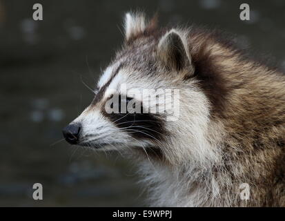 North American or  northern raccoon ( Procyon lotor) close-up of the head