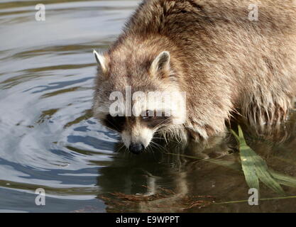 North American or  northern raccoon ( Procyon lotor) close-up of the head while in the water