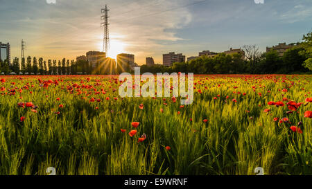 a nice view of field of grain and poppies  in Milano city at sunset Stock Photo