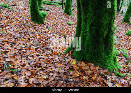 Moss covered tree trunks and autumn leaves on woodland floor Brechfa Forest Carmarthenshire Wales Cymru UK GB Stock Photo
