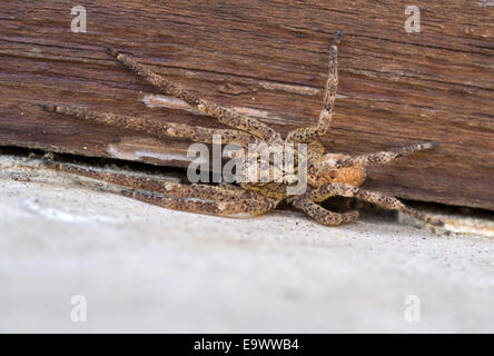 Can bite.Zoropsis spinimana spider . Stock Photo