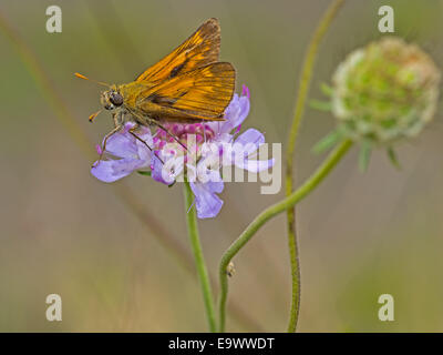 Large Skipper (Ochlodes sylvanus) butterfly, Hesperiidae family. Stock Photo