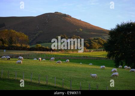 France, Pays Basque, Atlantic Pyrenees, Labourd, flock of sheep grazing Stock Photo