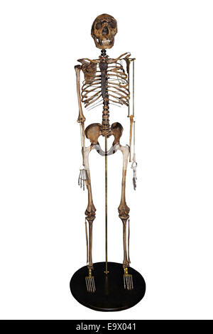 Nariokotome Boy Homo ergaster Skeleton Stock Photo
