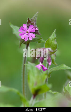 Red campion (Silene dioica), UK Stock Photo