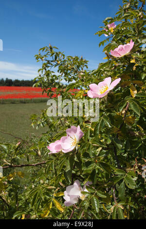 Dog rose (Rosa canina), in summer hedgerow, Northumberland, UK Stock Photo