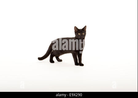6 month old Kitten UK Stock Photo