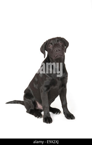 Labrador Dog 4 months old in studio UK Stock Photo