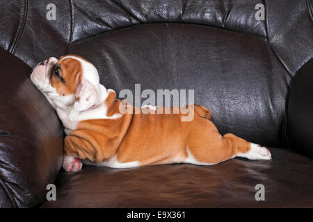English bulldog puppy relaxing on black leather sofa. Stock Photo