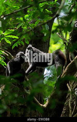 Sulawesi black-crested macaques (Macaca nigra) are roaming on a tree in Tangkoko Nature Reserve, North Sulawesi, Indonesia. Stock Photo