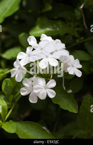 Plumbago auriculata var. Alba flowers. Stock Photo