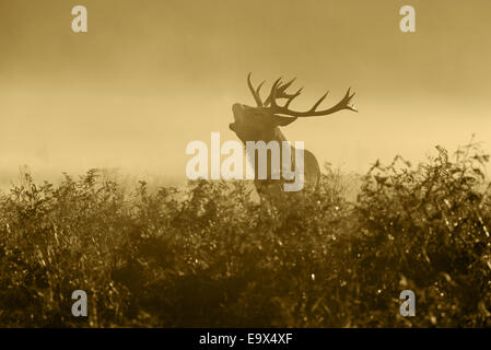 A Red Deer (Satg)- Cervus elaphus in the mist  at sunrise bellowing during the rut at Richmond Park, London, England, Uk. Stock Photo